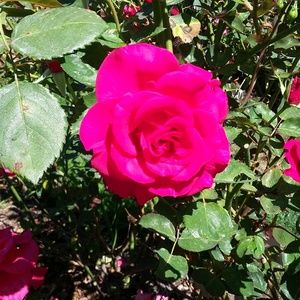 Meet your Posher, April